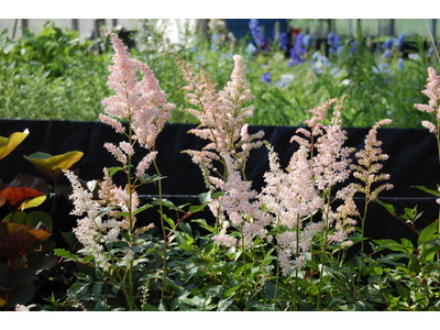 Astilbe