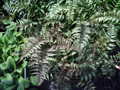 Athyrium