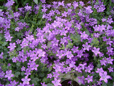 Campanula