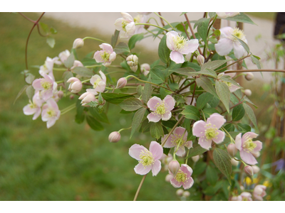 Clematis montana