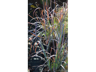 Schizachyrium