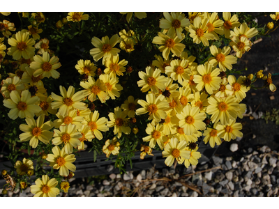 Coreopsis