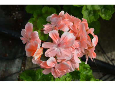 Pelargonium Zonartic