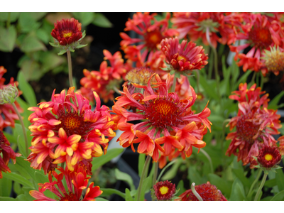 Gaillardia