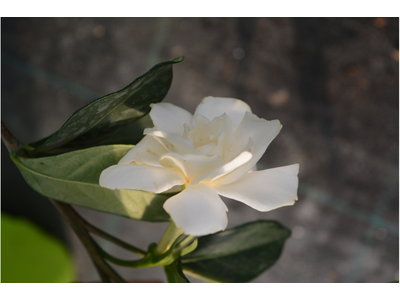 Gardenia