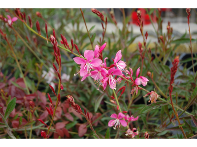 Gaura