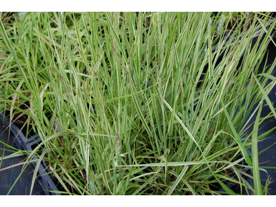 Calamagrostis