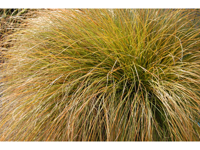 Carex