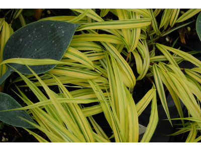 Hakonechloa