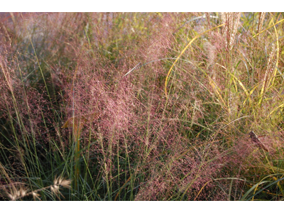 Muhlenbergia