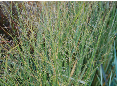 Panicum