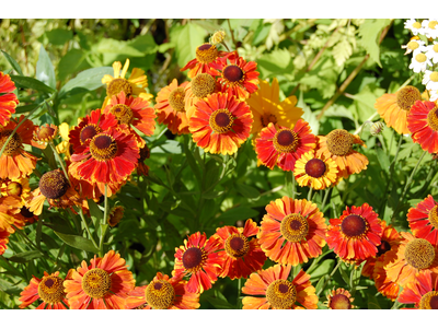 HELENIUM