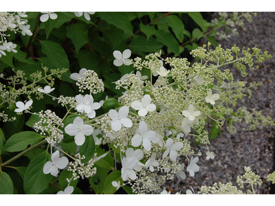 H. paniculata