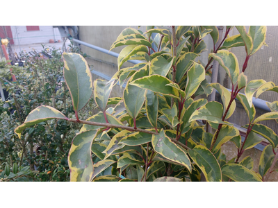 Ligustrum