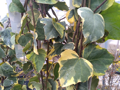 Hedera