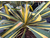 Yucca