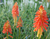 Kniphofia