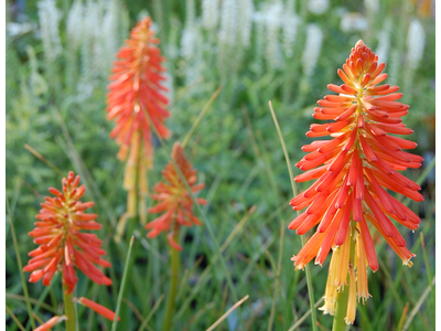 Kniphofia