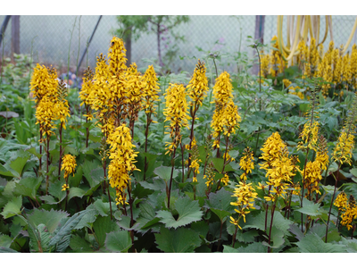 Ligularia