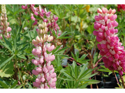 Lupinus