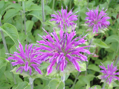 Monarda