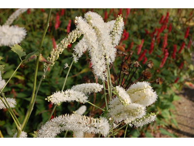 ACTAEA (Cimicifuga)