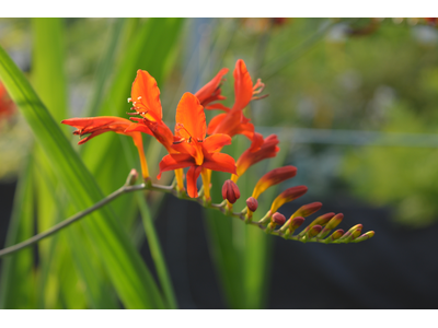 Crocosmia