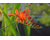 Crocosmia