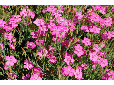 Dianthus