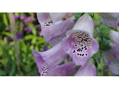 Digitalis