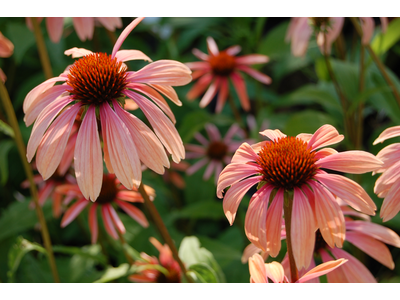 Echinacea