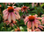 Echinacea