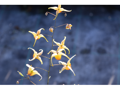 Epimedium