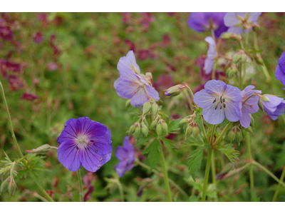 Geranium