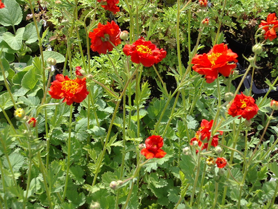 Geum