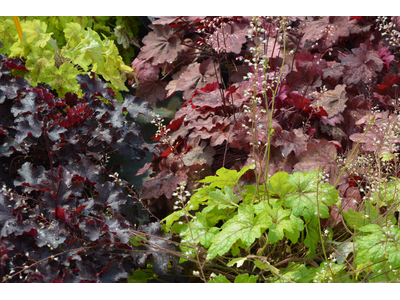 Heuchera - Heucherella