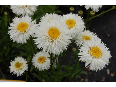 Leucanthemum (Chrysanthemum)