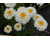 Leucanthemum (Chrysanthemum)