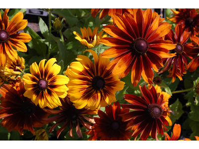 Rudbeckia