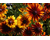 Rudbeckia