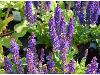 Salvia (erbacea)