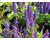 Salvia (erbacea)