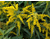 Solidago