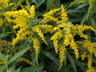 Solidago