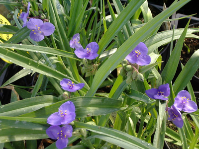 TRADESCANTIA