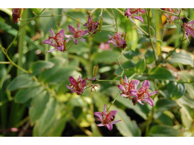 Tricyrtis