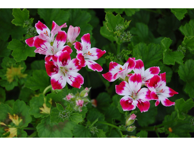 Pelargonium decorativo