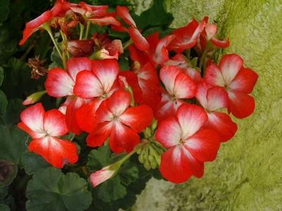 Pelargonium nani /miniatura