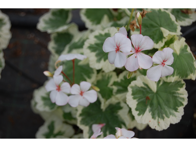 Pelargonium a foglia colorata