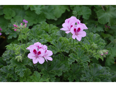 Pelargonium odoroso